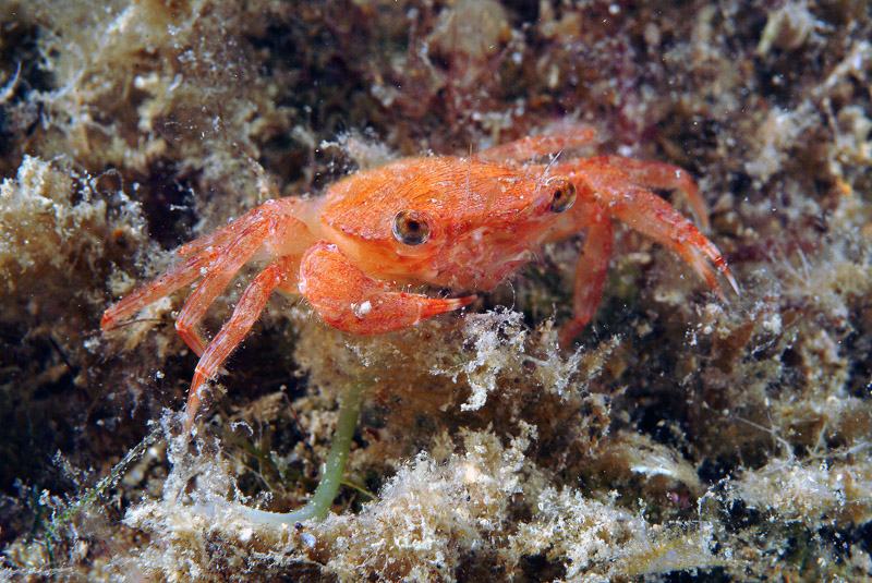 Liocarcinus corrugatus juv.